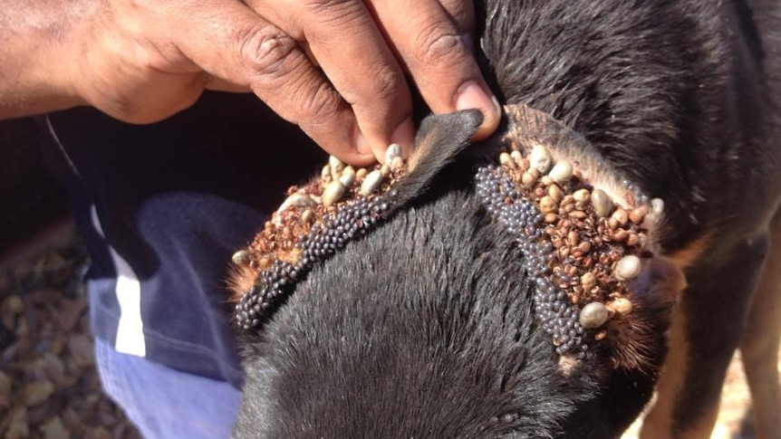 a dog's ears with heaps of ticks