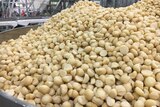 Large pile of macadamias after being shelled in a factory. 2017.