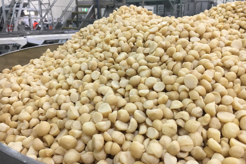 Large pile of macadamias after being shelled in a factory.