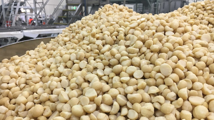 Large pile of macadamias after being shelled in a factory. 2017.