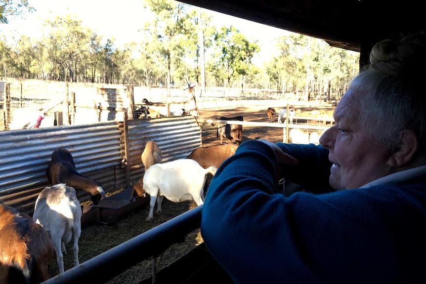 Glenys Rogers looks at her dairy goat herd