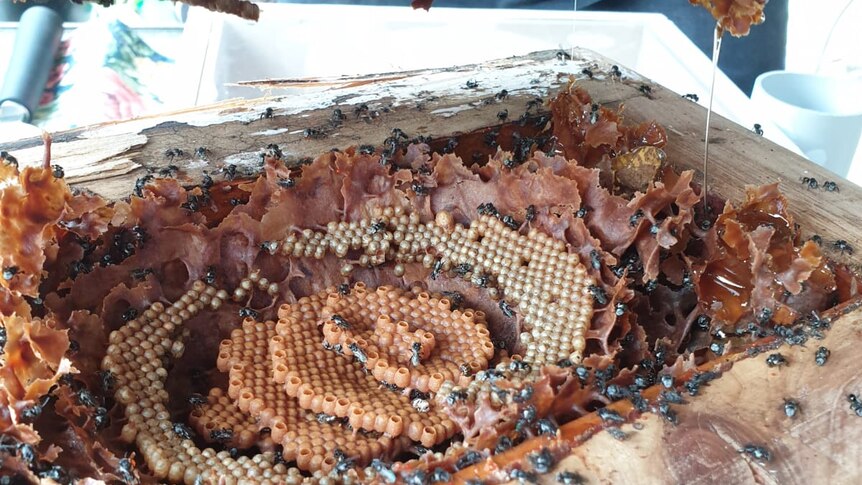 Native bees create a brown and yellow circular honey comb inside a white wooden frame box.