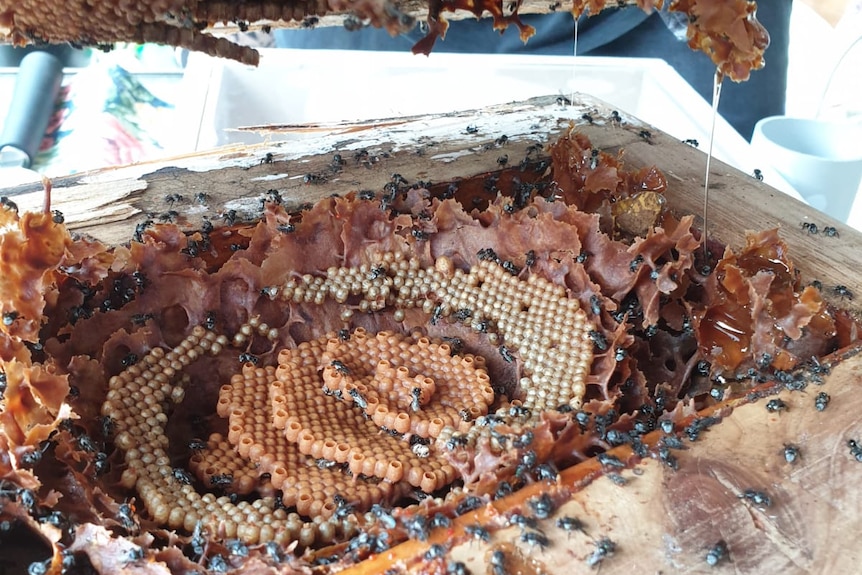 Native bees create a brown and yellow circular honey comb inside a white wooden frame box.