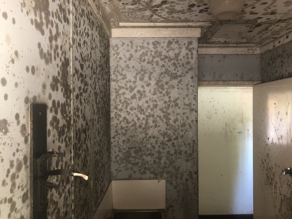 mould all over walls and ceiling