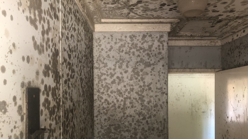 mould all over walls and ceiling