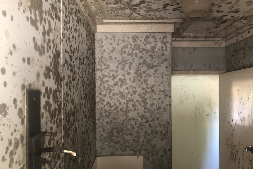 mould all over walls and ceiling