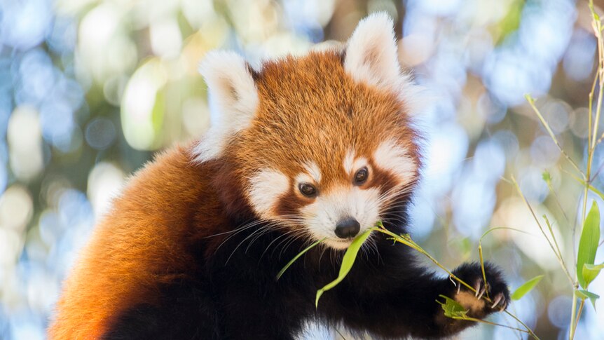 The male red panda cub is proving more timid than his sister.