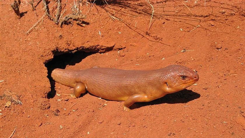 great desert burrowing skink