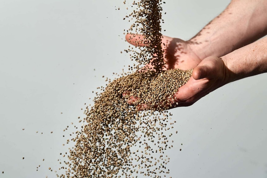 A pair of hands throwing hemp seeds up in the air.