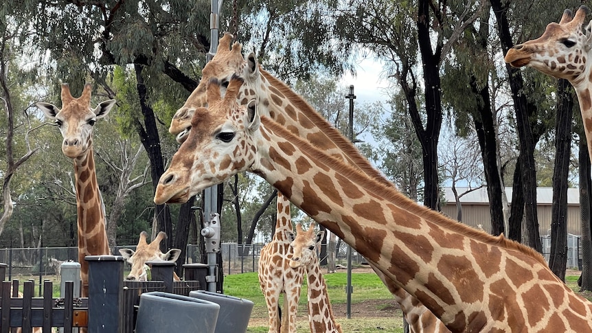 Giraffe at Taronga Western Plains Zoo inDubbo