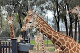 Giraffe at Taronga Western Plains Zoo inDubbo