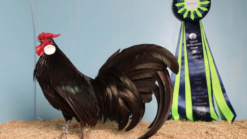 A chicken standing in front of a ribbon.