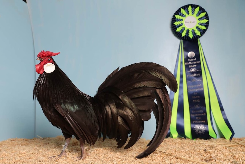 A black chicken standing in front of a ribbon.