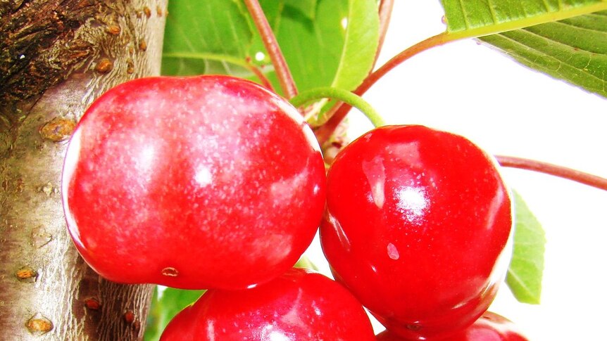 These plump juicy cherries have arrived just in time for Christmas!