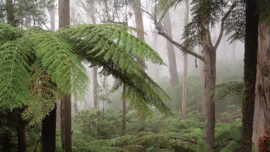 A dense forest shrouded in mist with a large green fern tree on the left.