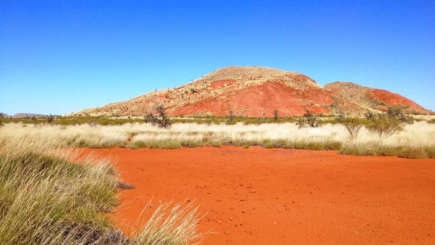 A red dirt landscape with spinifex grasses