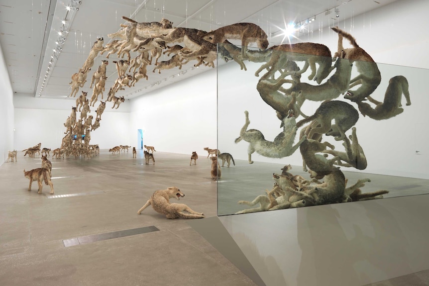 Cai Guo Qiang's Head On at Queensland Art Gallery | Gallery of Modern Art