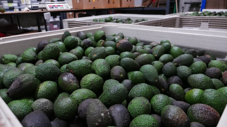 A large white crate is full of avocados that have some blemishes on them.