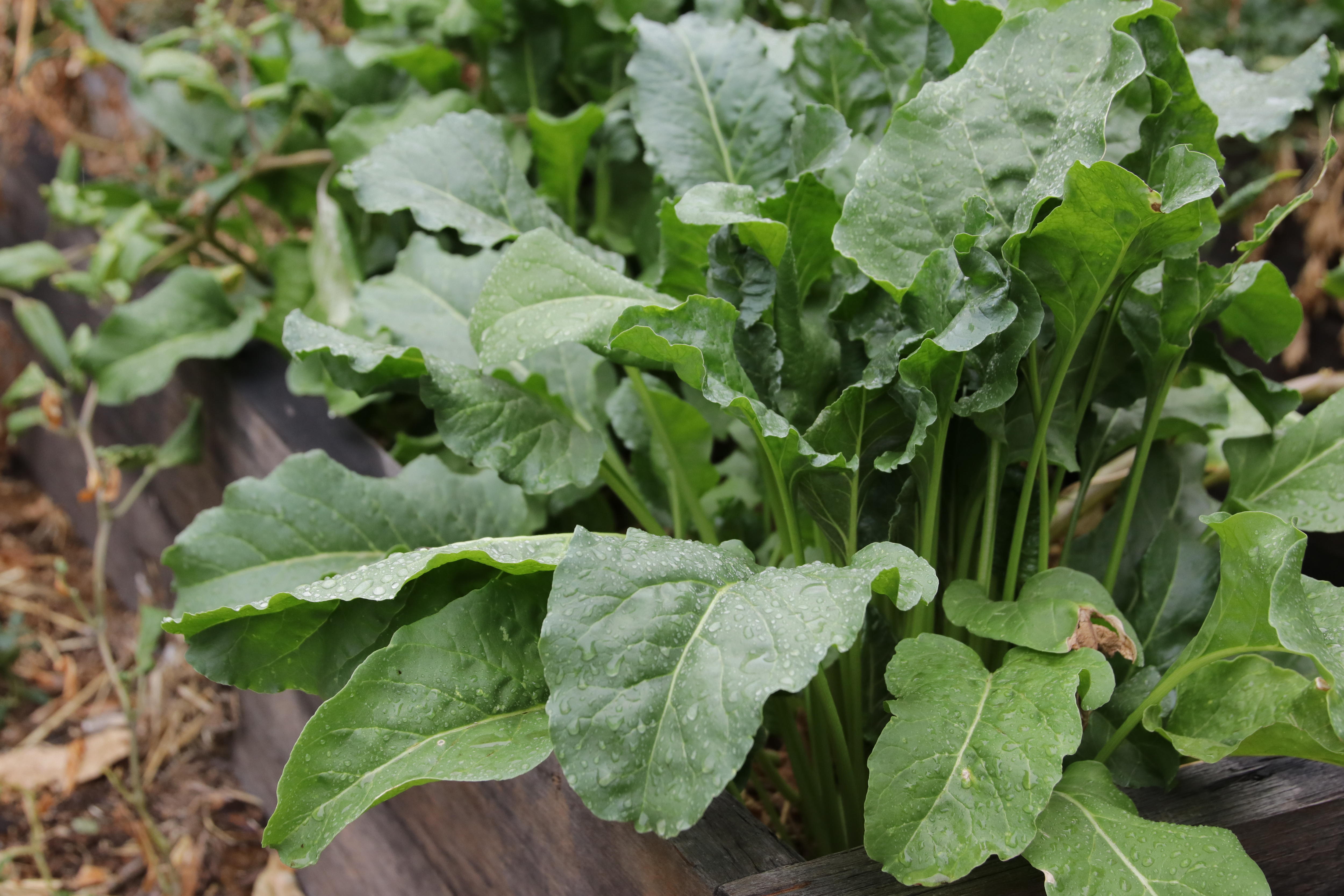 Close up of spinach growing in garden