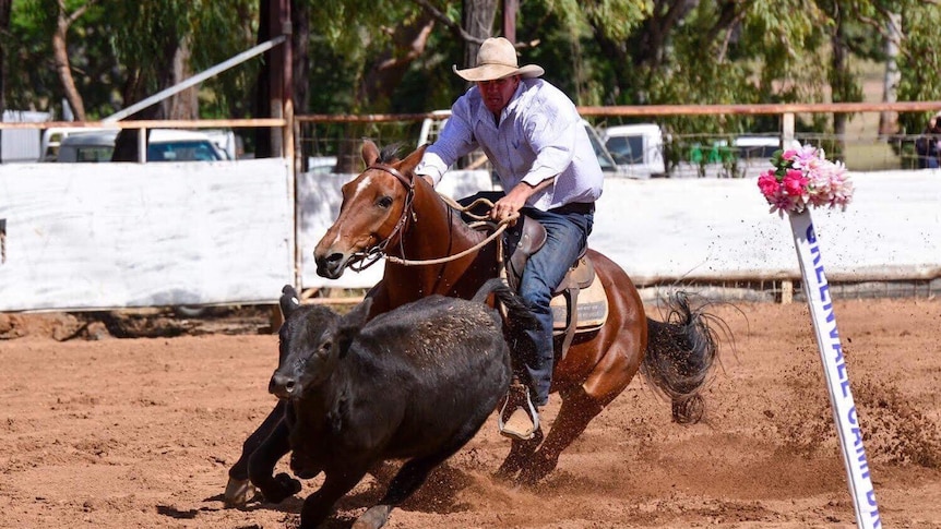 A man on horseback closes in on a young cow which he needs to guide past a post in a competition to test his skills.