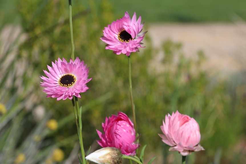 A close-up of four everlasting flowers.