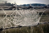a frozen spiderweb.
