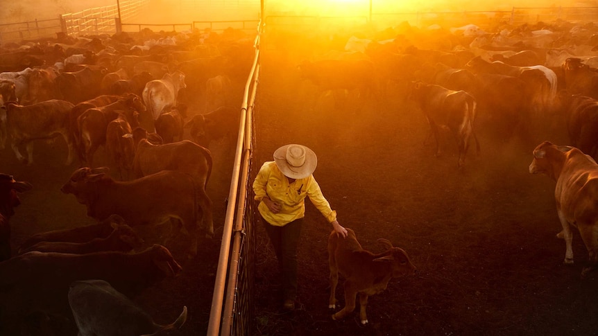 Jane Sale 43, exciting the yards after a long sorting cattle at Bulka Station