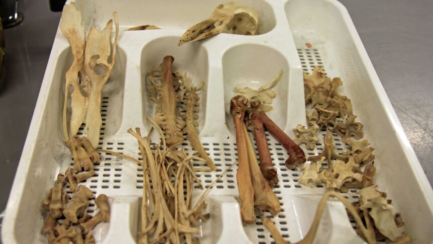 Disarticulated penguin bones in a plastic cutlery container