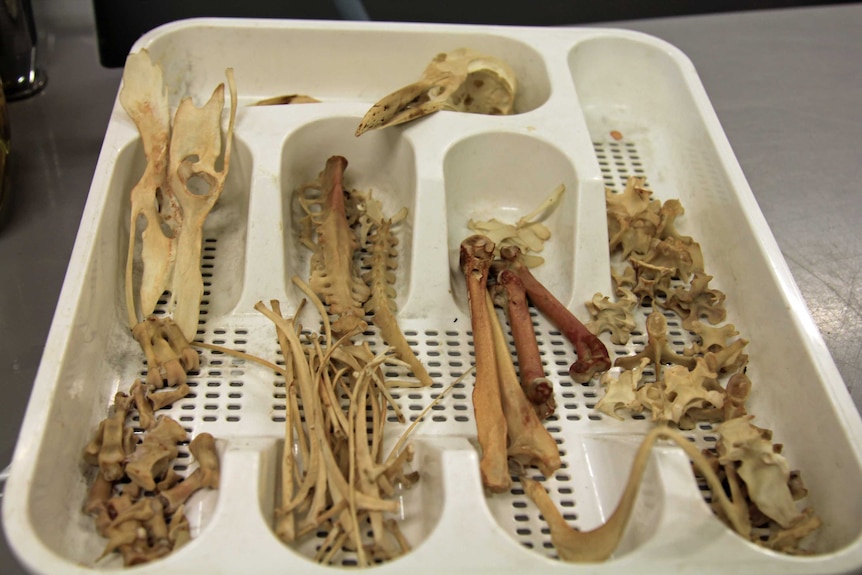 Disarticulated penguin bones in a plastic cutlery container