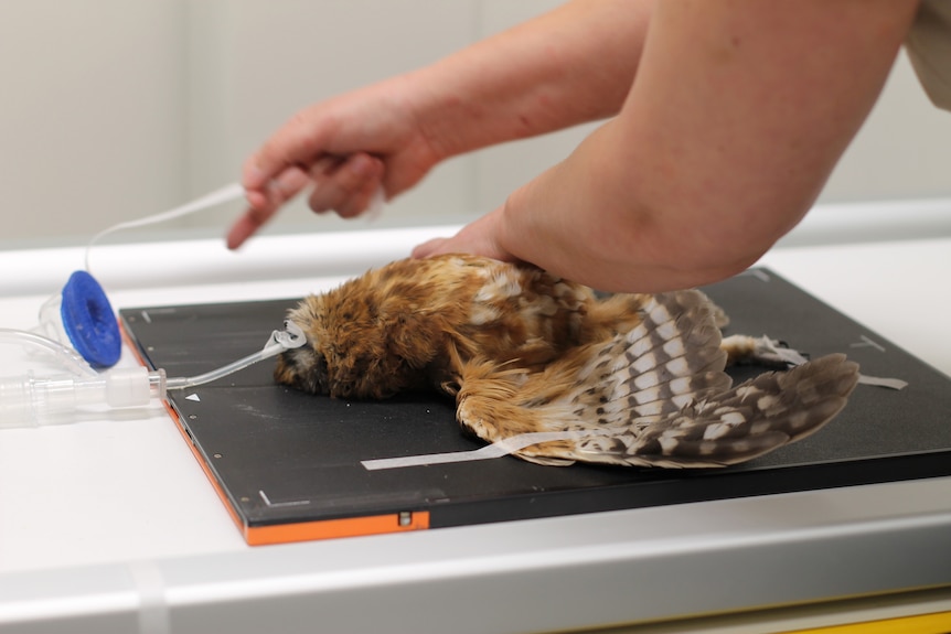 An arm holds down a boobook owl attached to tubing on a dark surface.