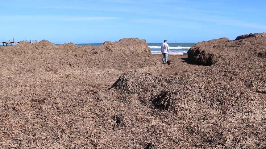Massive piles of seaweed washed up one Glenelg Beach.