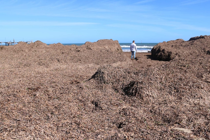 Massive piles of seaweed washed up one Glenelg Beach.