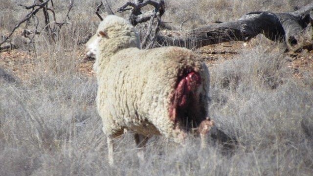 A sheep after being attacked by a wild dog.