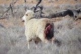 A sheep after being attacked by a wild dog.