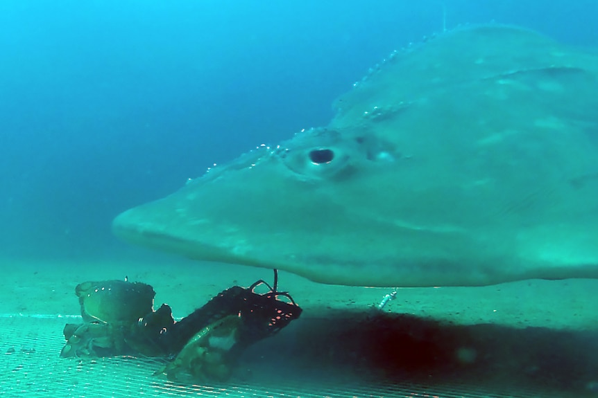 A large shark ray swims over a net in which several crabs are trapped.