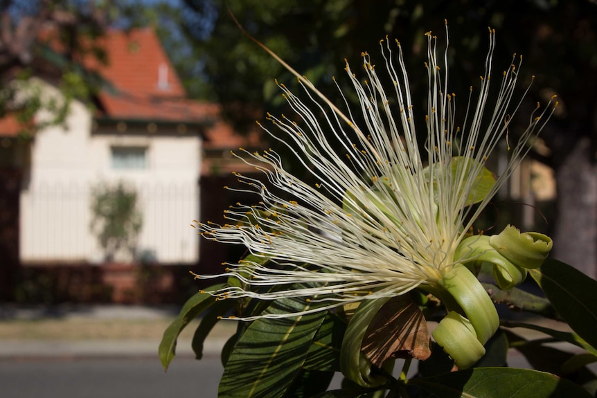 The flower of the Saba nut