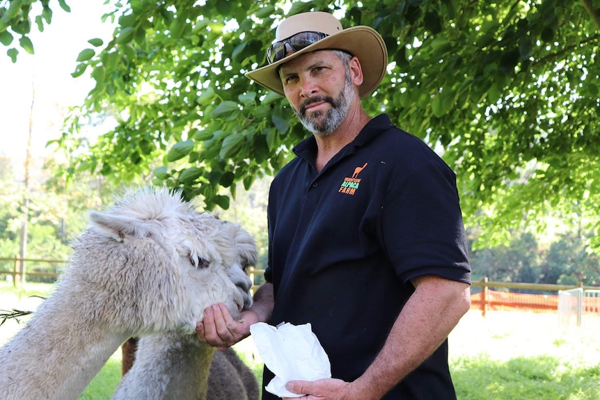 Mountview Alpaca Farm owner Steve Packs feeds two alpacas at the farm at Canungra.