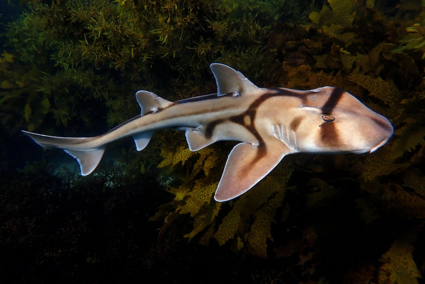 A Port Jackson shark in Cabbage Tree Bay.
