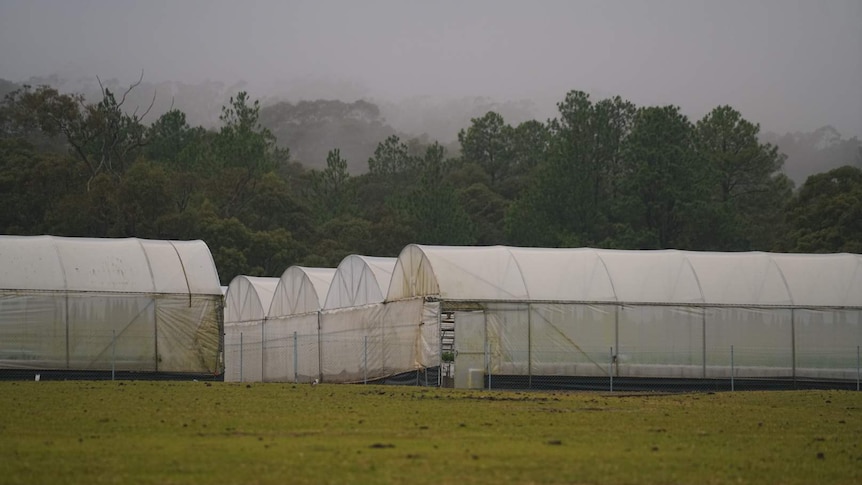A telephoto shot of white plastic sheets of a hydroponics farm on a rainy overcast day
