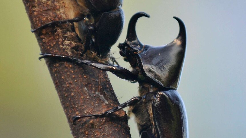 A pair of rhinoceros beetles crawl along a branch.