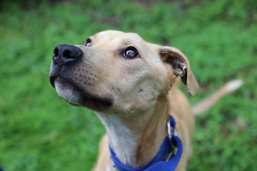 A light brown dog looking up at the camera