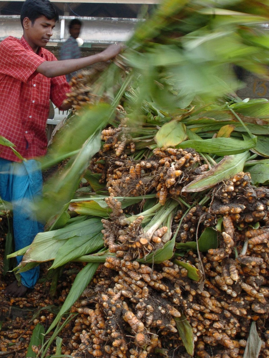 A vendor dumps uprooted turmeric trees in the main vegetable wholesale market on the eve of the Pongal festival in Chennai.