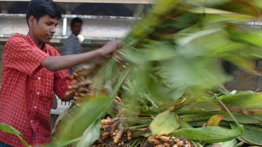 A vendor dumps uprooted turmeric trees in the main vegetable wholesale market on the eve of the Pongal festival in Chennai.