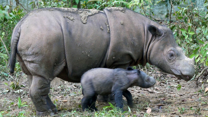 14-year-old Sumatran rhino Ratu with her newborn female calf on western Sumatra island.