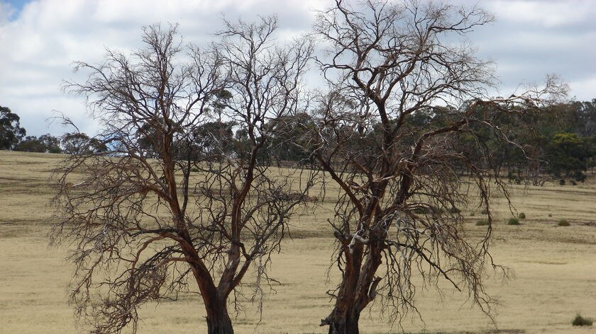 Dead trees in Tasmanian drought.