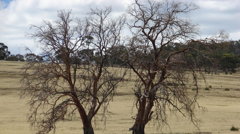 dead trees Tasmania