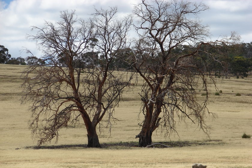 Tees and sheep in Tasmania's southern midlands.
