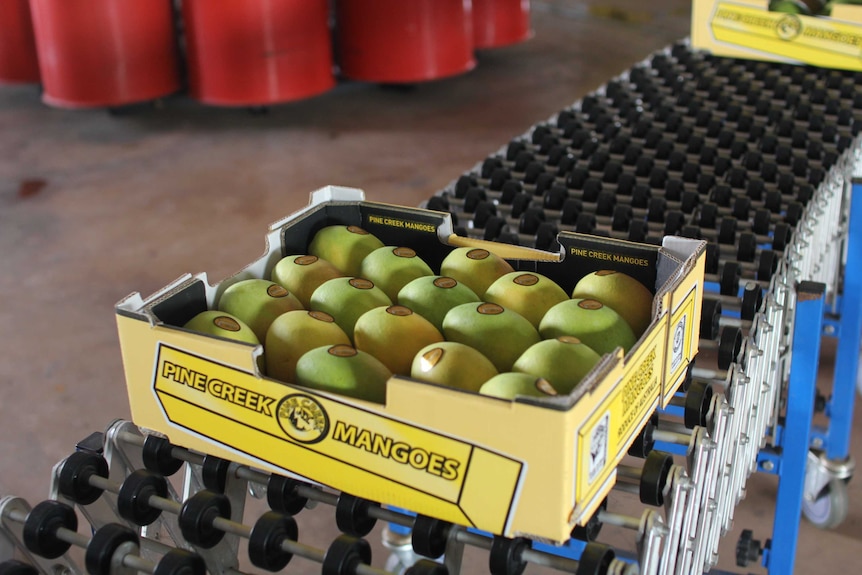 mangoes in a box on a conveyor belt