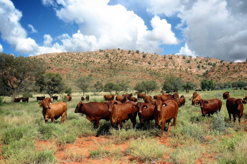 cattle in an outback setting