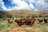 Droughtmaster cattle in the Northern Territory